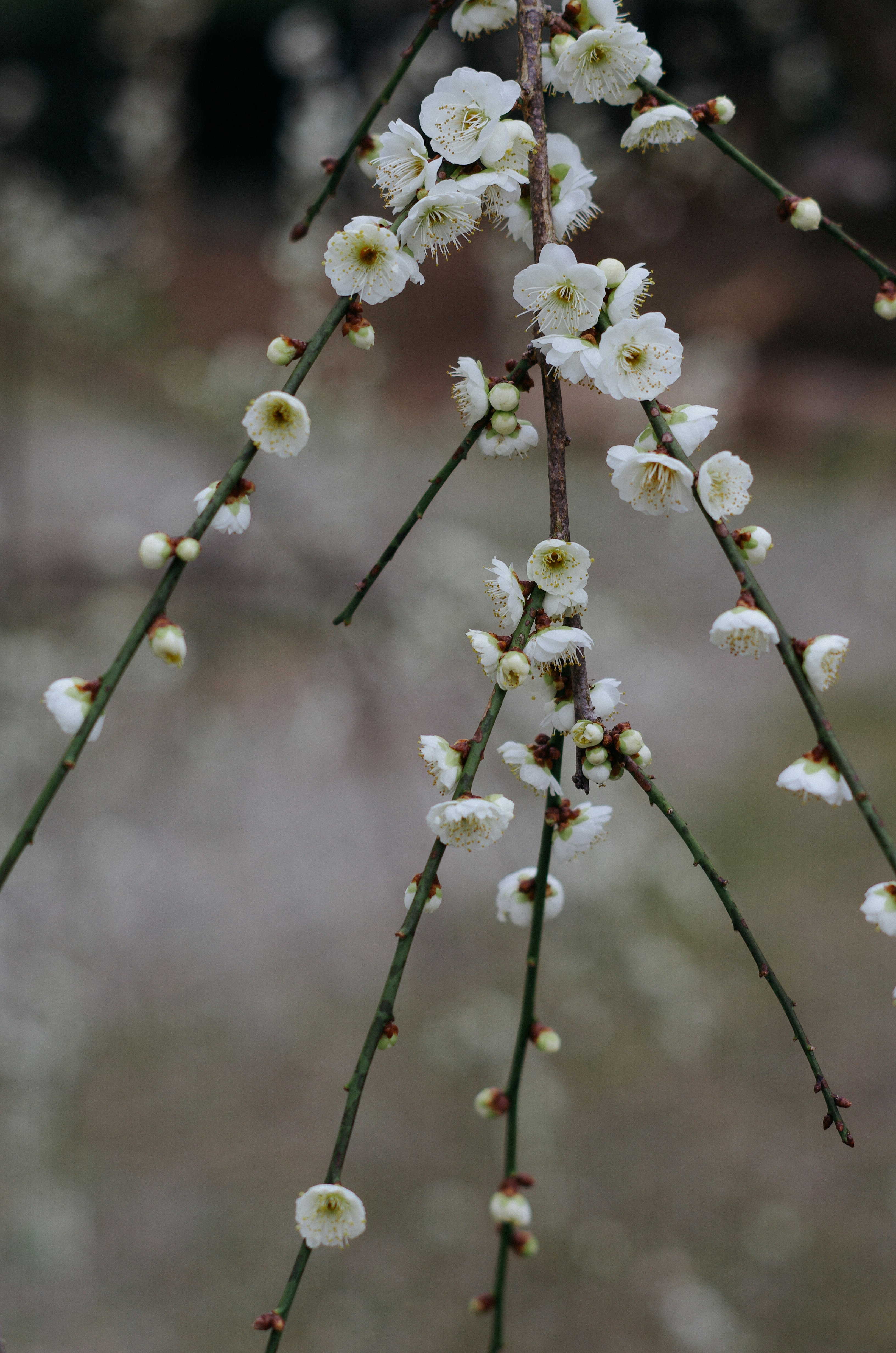 white flowers in tilt shift lens